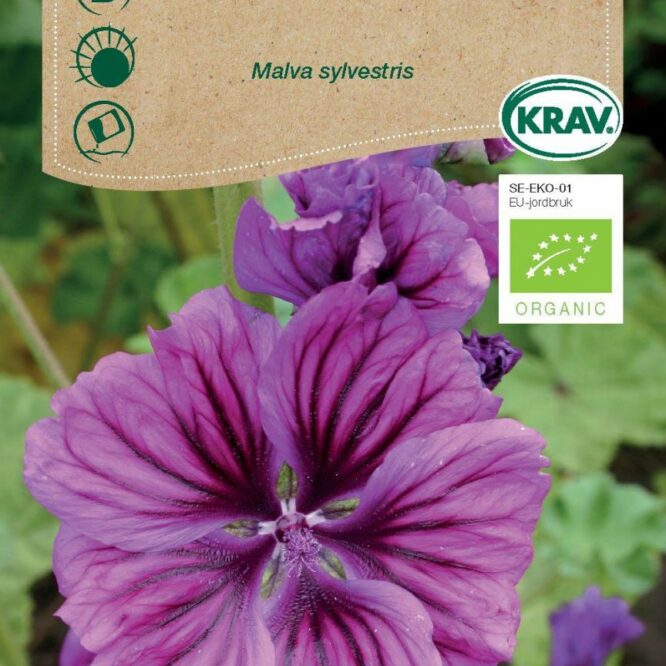 Weibulls Malva (Malva sylvestris)