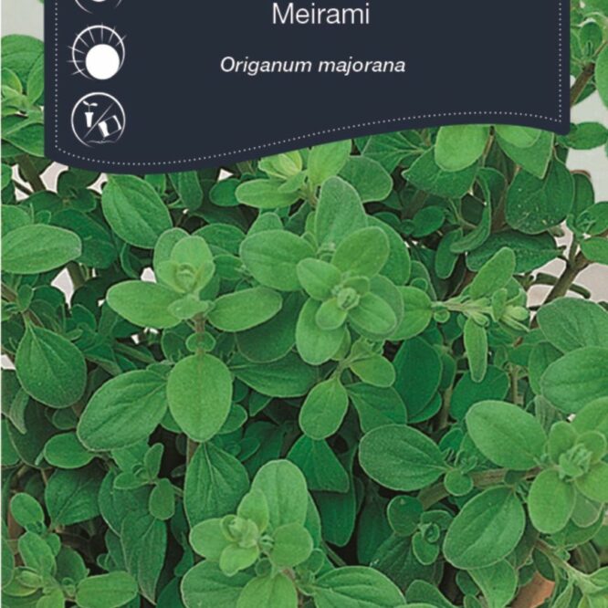 Weibulls Merian (Origanum majorana)