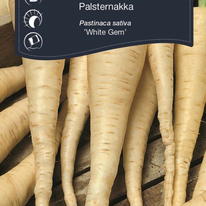 Weibulls Pastinak White Gem (Pastinaca sativa White Gem)