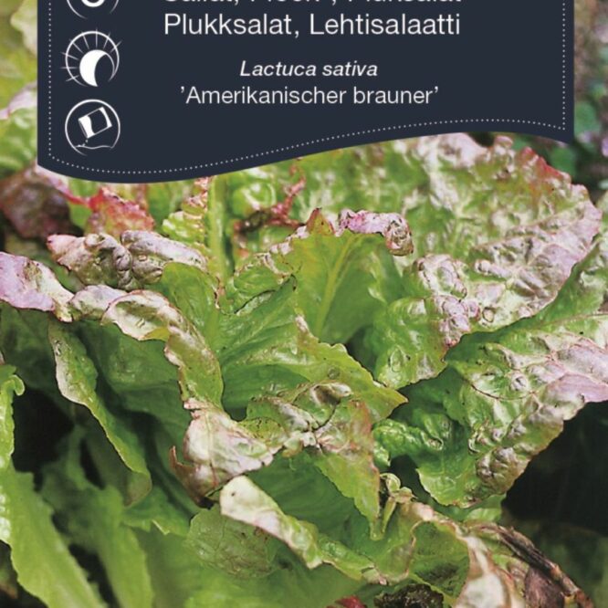 Weibulls Pluksalat Amerikanischer Brauner (Lactuca sativa Amerikanischer Brauner)