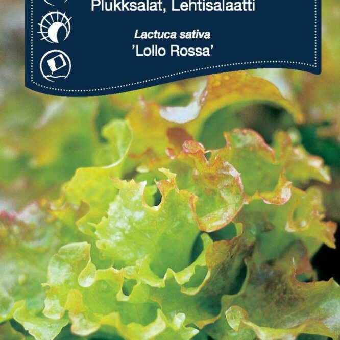 Weibulls Pluksalat Lollo Rossa (Lactuca sativa Lollo Rossa)
