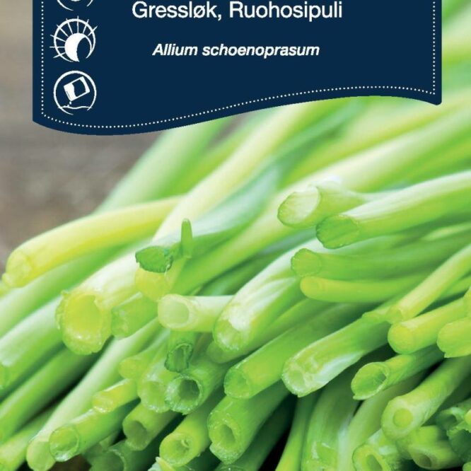 Weibulls Purløg (Allium schoenoprasum)