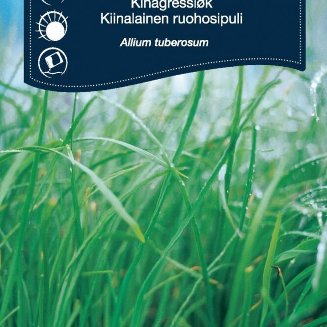 Weibulls Purløg Kina Oriental (Allium tuberosum)