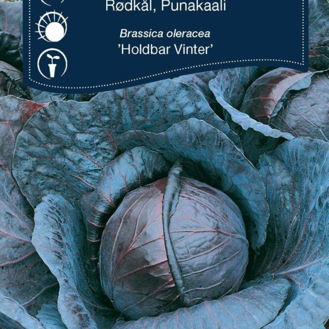 Weibulls Rødkål Holdbar Vinter (Brassica oleracea Holdbar Vinter)