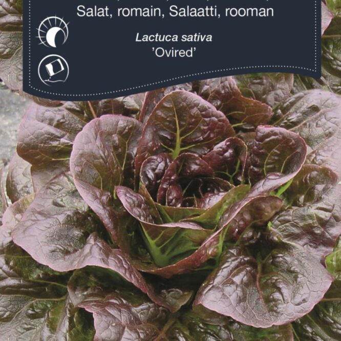 Weibulls Romainesalat Ovired (Lactuca sativa Ovired)