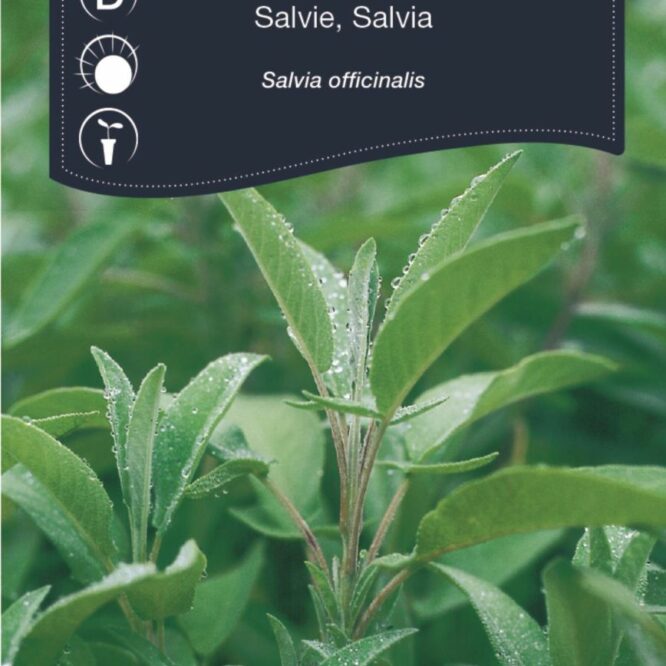 Weibulls Salvie (Salvia officinalis)