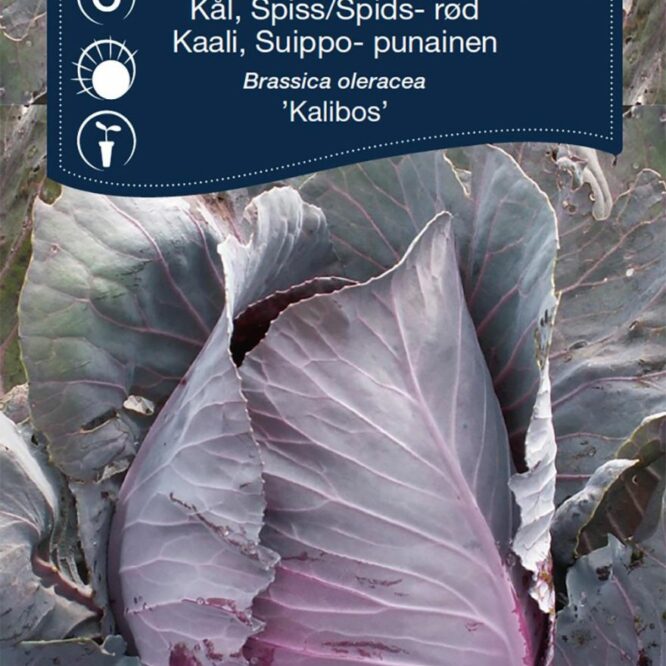 Weibulls Spidskål Kalibos (Brassica oleracea Kalibos)