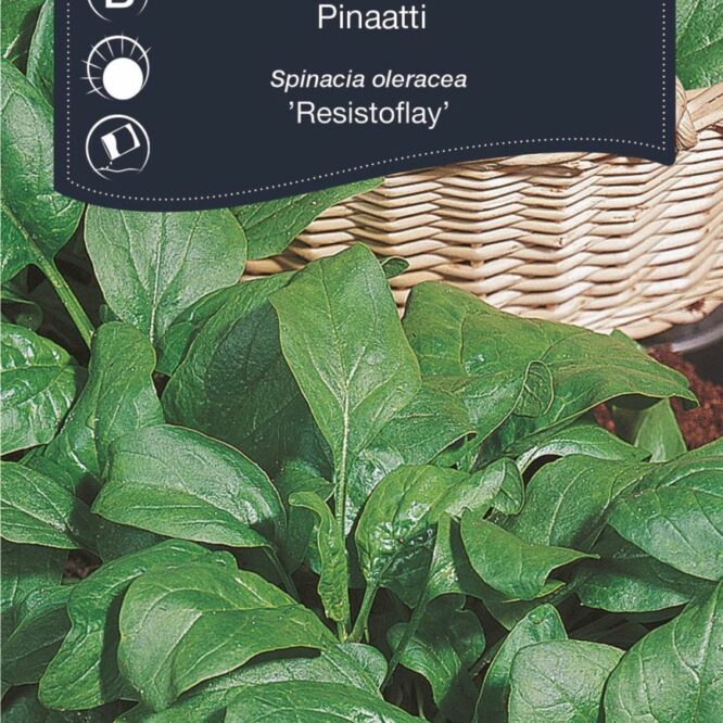 Weibulls Spinat Resistoflay (Spinacia oleracea Resistoflay)