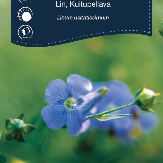 Weibulls Spindehør (Linum usitatissimum)