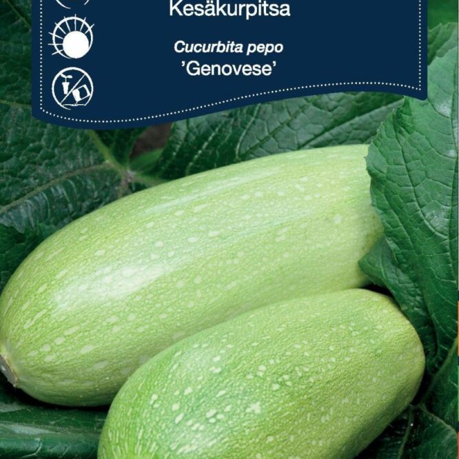 Weibulls Squash Genovese (Cucurbita pepo Genovese)