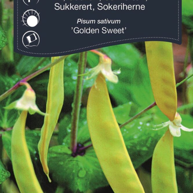 Weibulls Sukkerært Golden Sweet (Pisum sativum Golden Sweet)