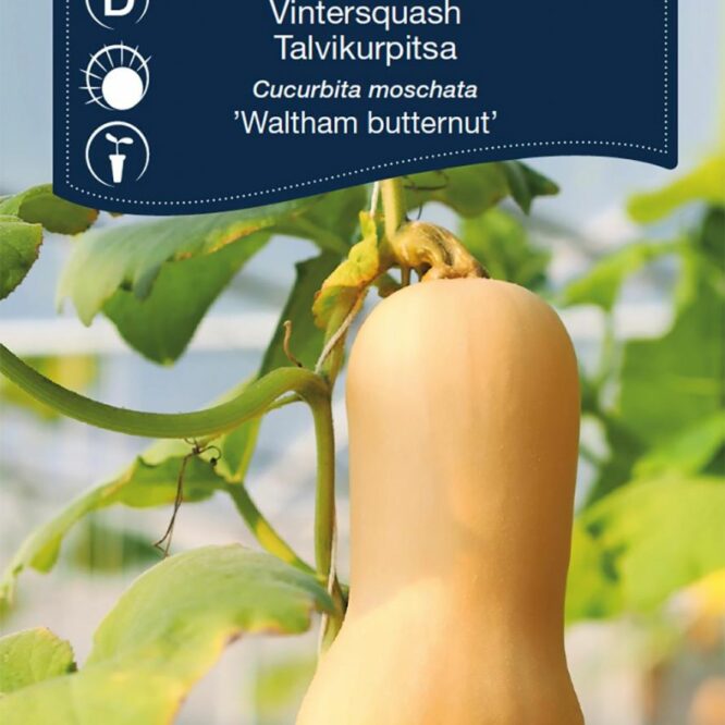 Weibulls Vintersquash Waltham Butternut (Cucurbita moschata Waltham Butternut)