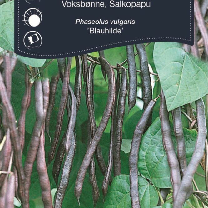 Weibulls Voksbønne Blauhilde (Phaseolus vulgaris Blauhilde)