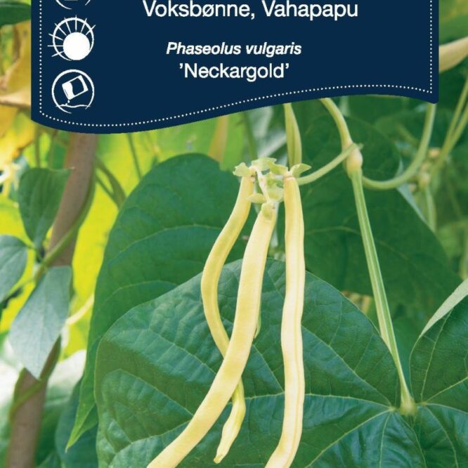 Weibulls Voksbønne Stangbønne Neckargold (Phaseolus vulgaris Neckargold)